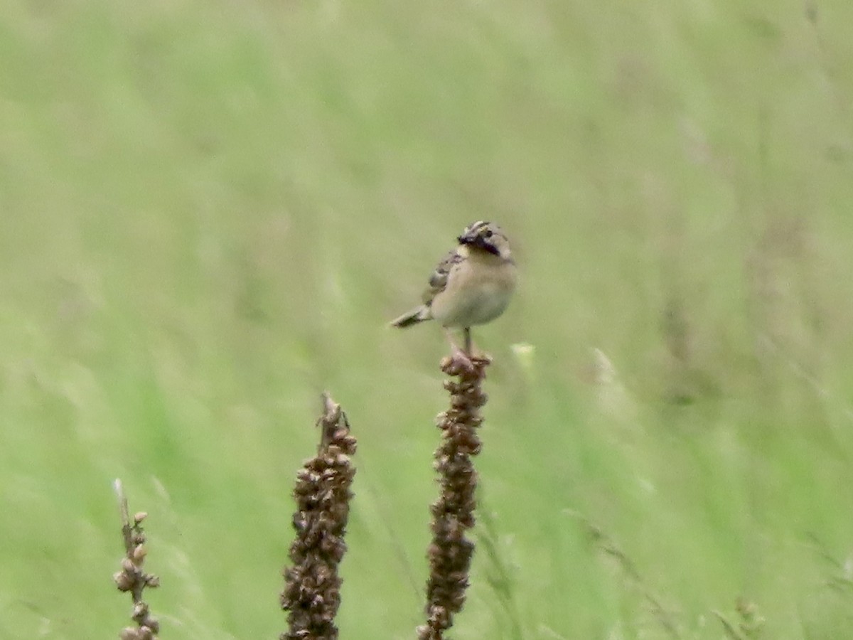 Grasshopper Sparrow - ML343088551