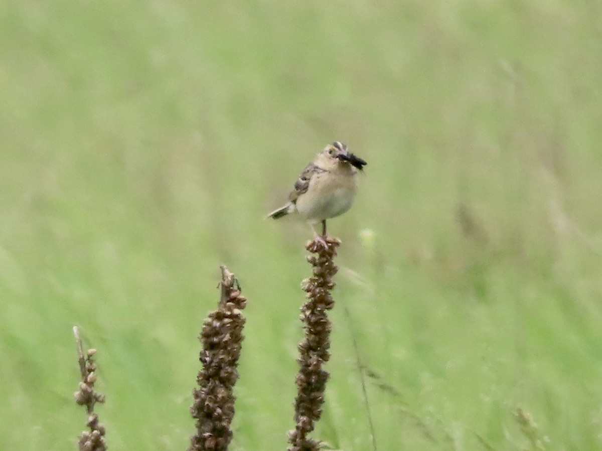 Grasshopper Sparrow - ML343088561