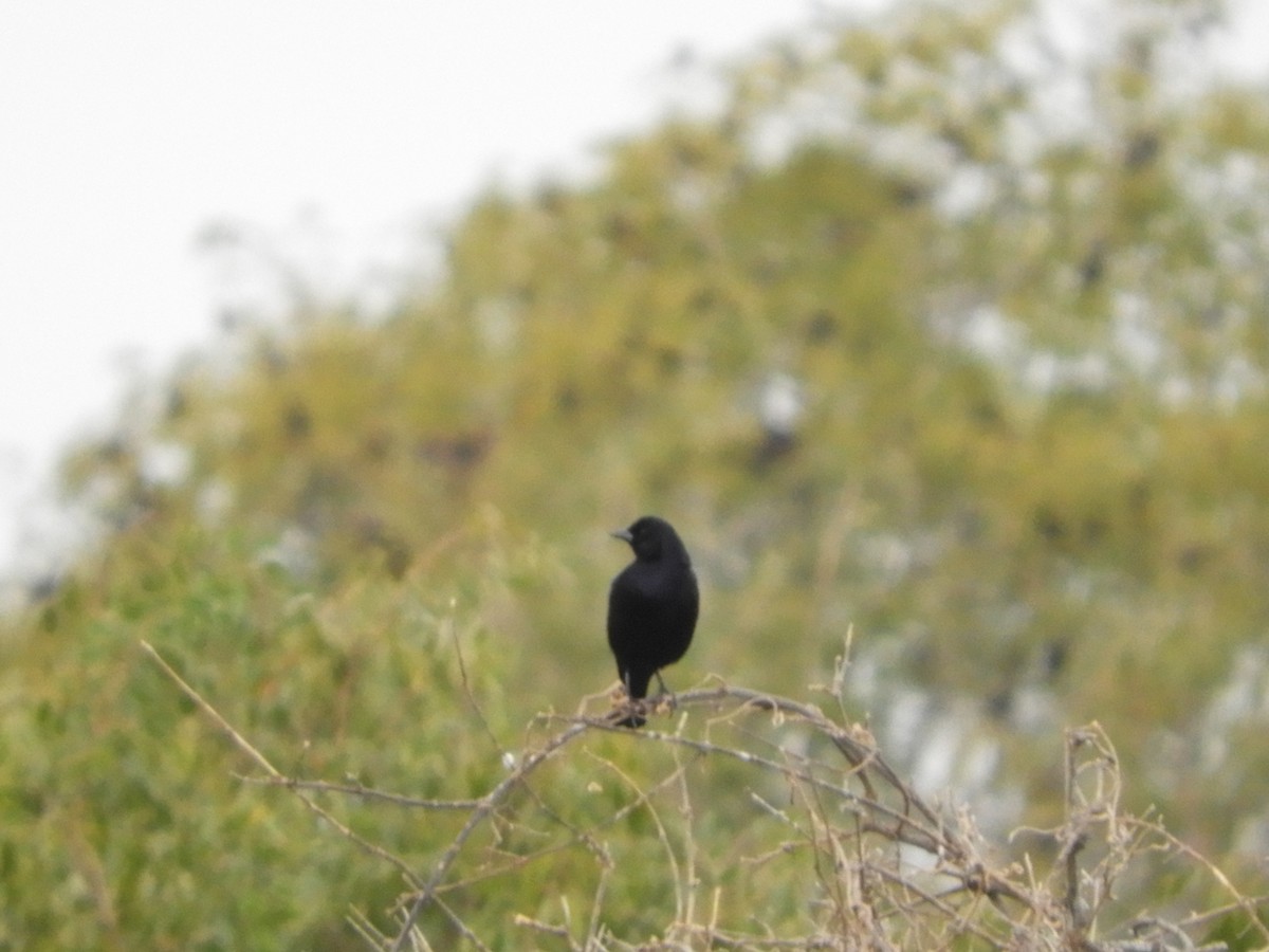 Screaming Cowbird - ML343088921