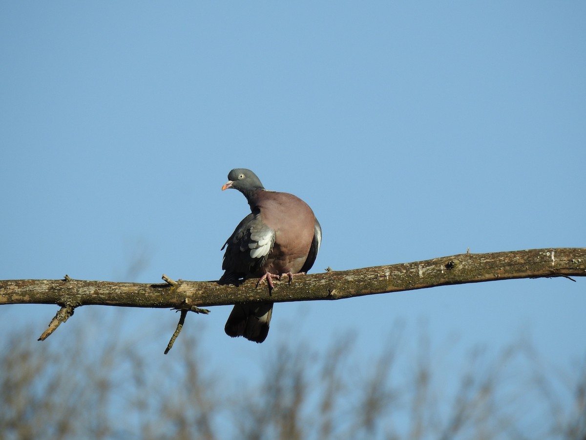 Common Wood-Pigeon - ML343090711