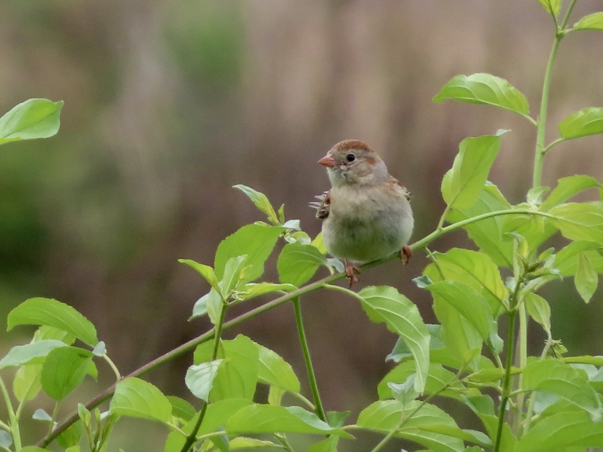 Field Sparrow - ML343091521