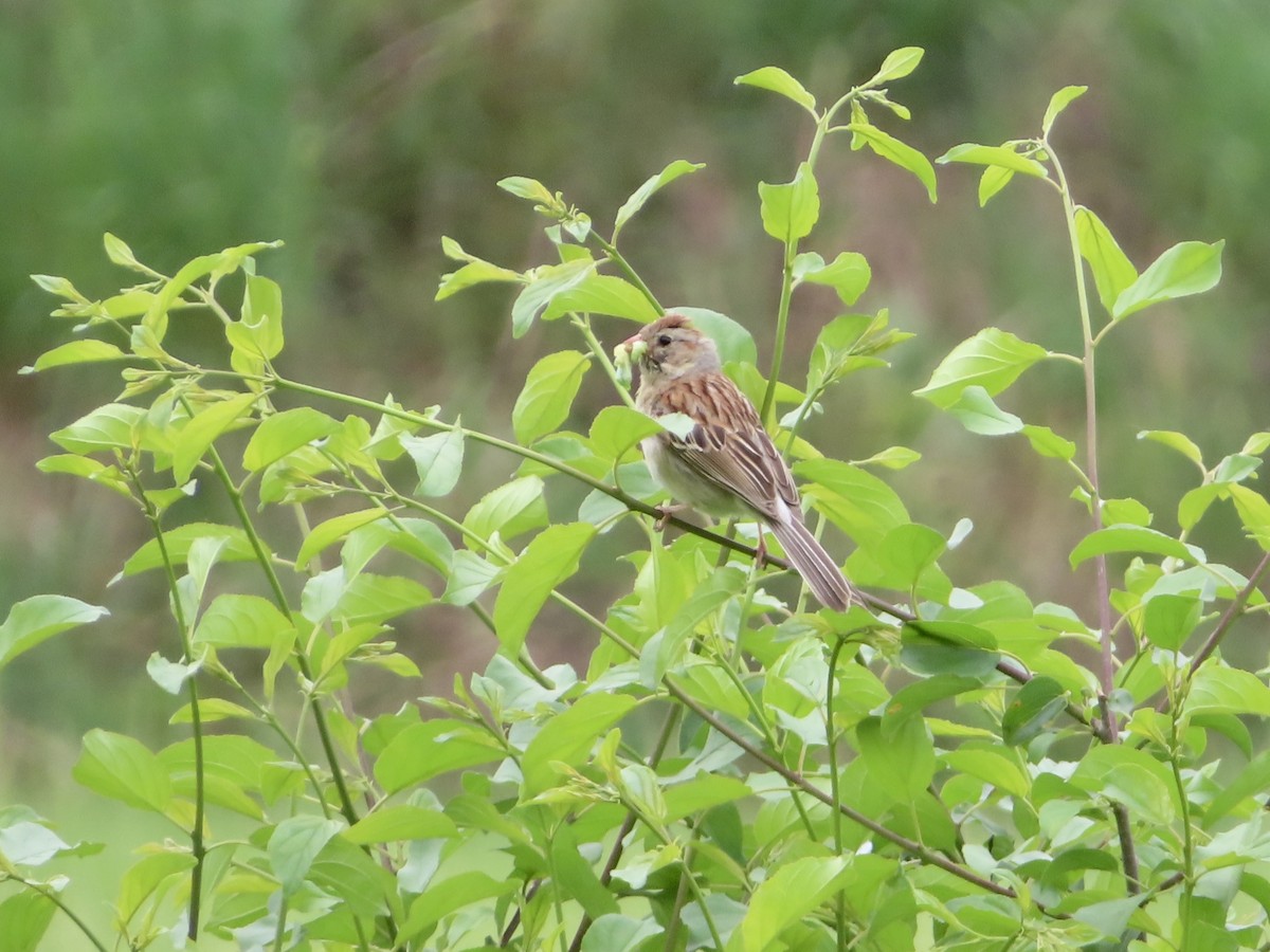 Field Sparrow - Sara Griesemer