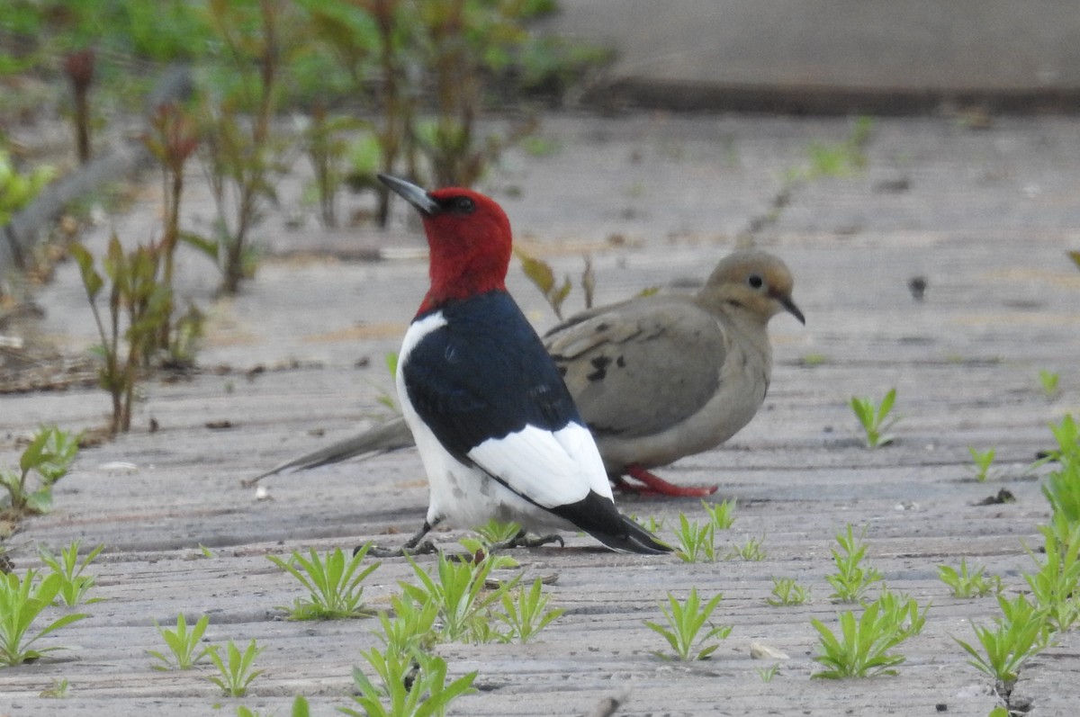 Red-headed Woodpecker - ML343091771