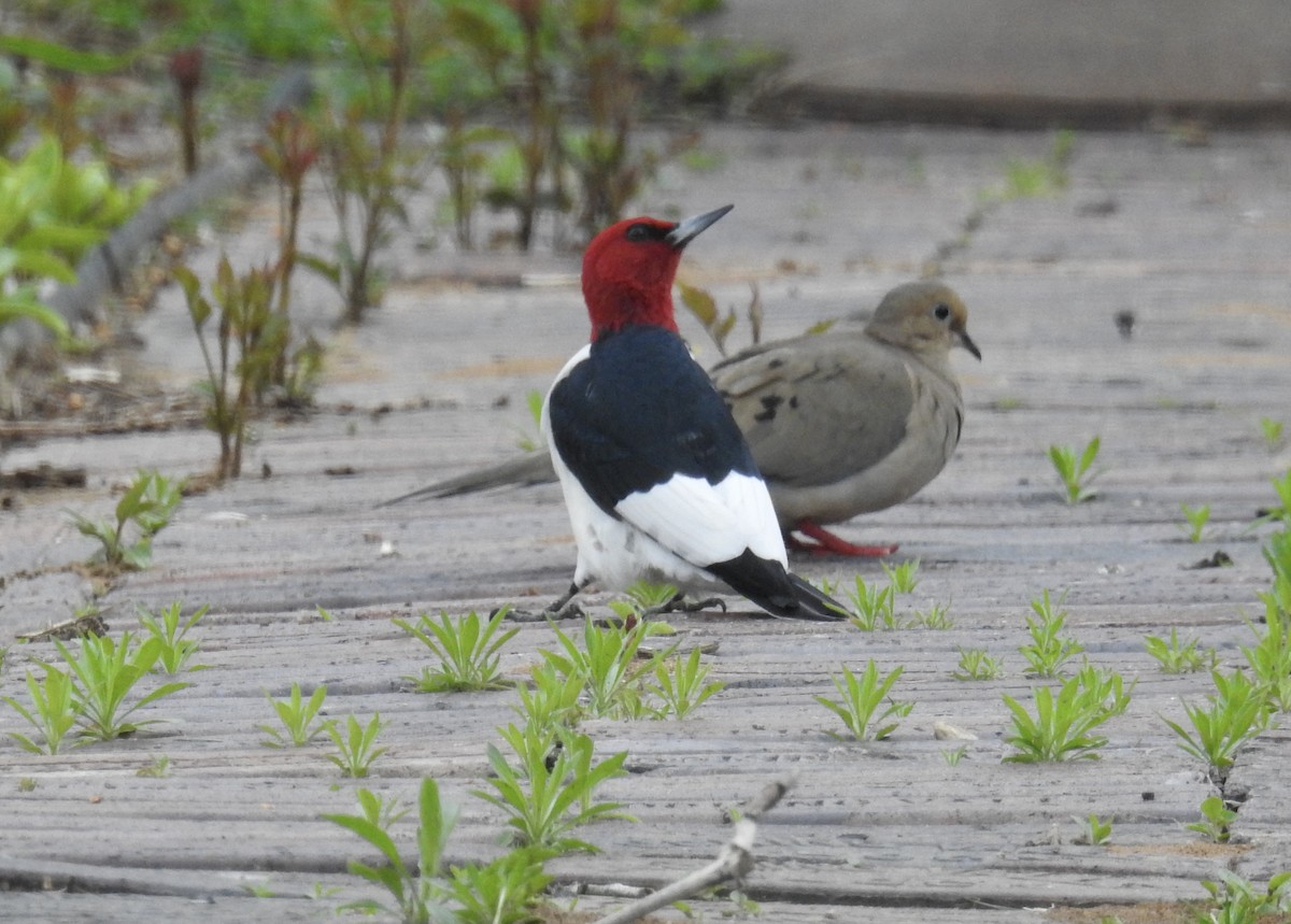 Pic à tête rouge - ML343091831