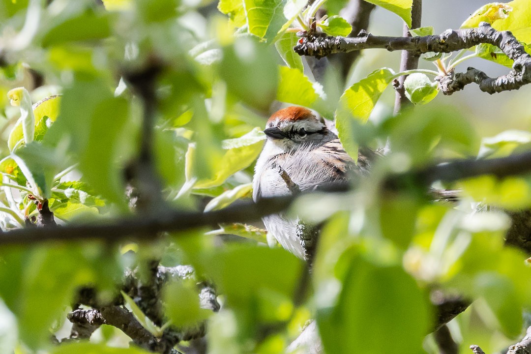 Chipping Sparrow - ML343091851