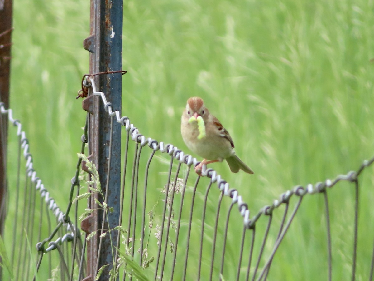 Field Sparrow - ML343091871