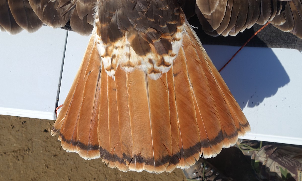 Red-tailed Hawk (abieticola) - ML343091881