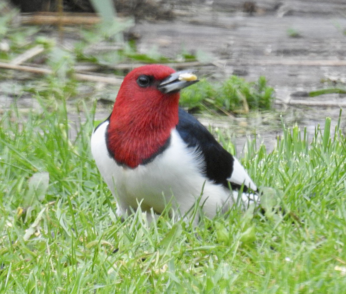 Red-headed Woodpecker - ML343091891