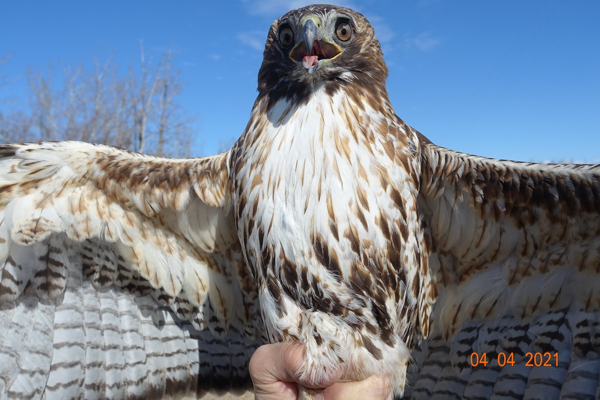 Red-tailed Hawk (abieticola) - ML343091901