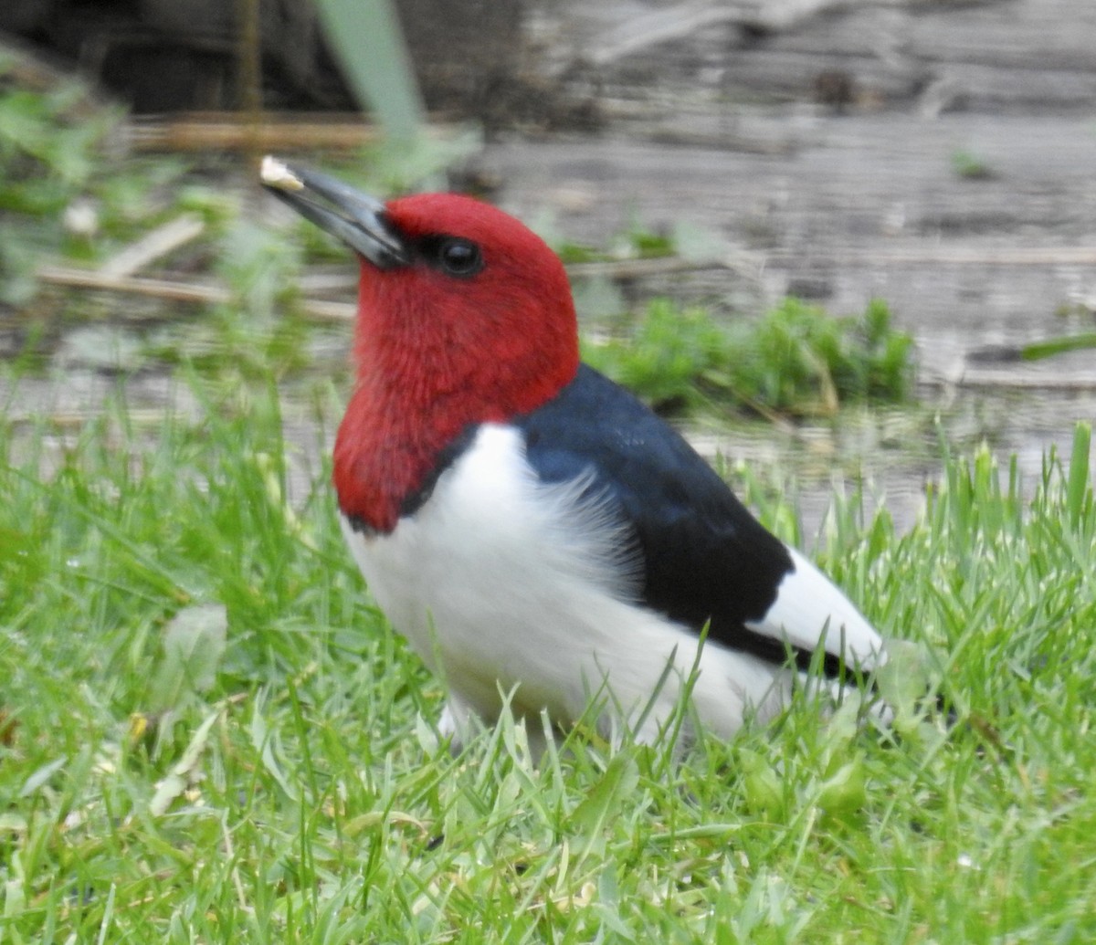 Red-headed Woodpecker - ML343091921