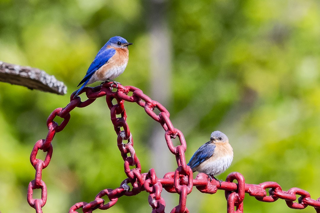 Eastern Bluebird - ML343091991