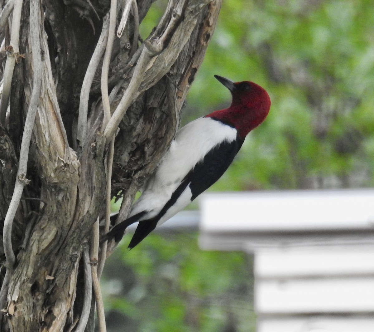 Red-headed Woodpecker - ML343092001