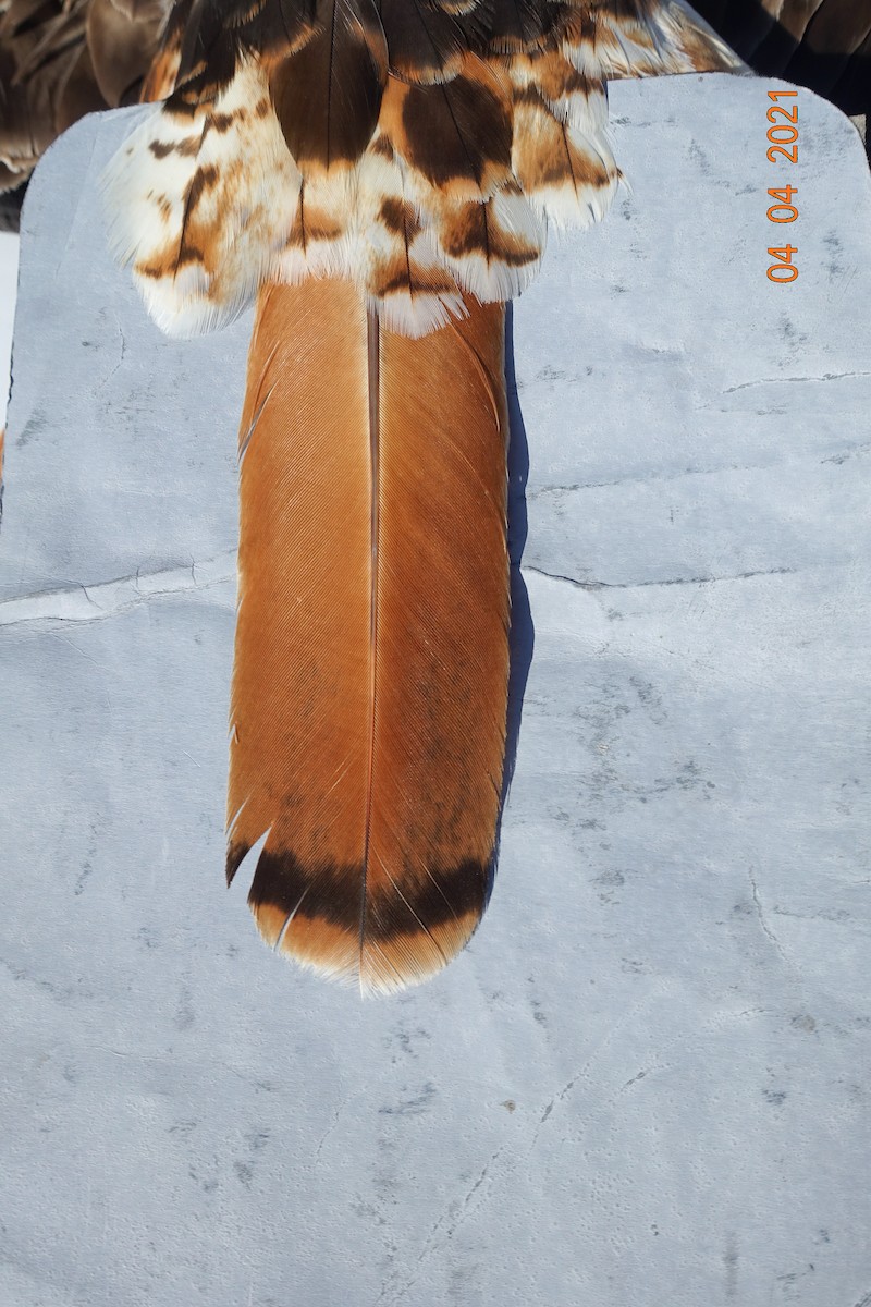 Red-tailed Hawk (abieticola) - ML343092011