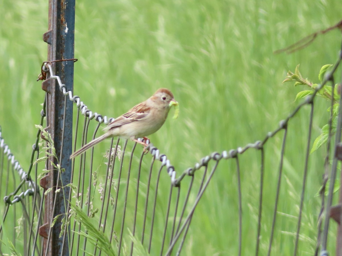 Field Sparrow - ML343092021