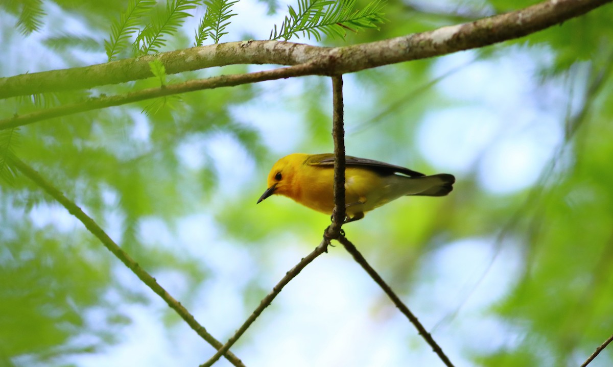 Prothonotary Warbler - John Diener