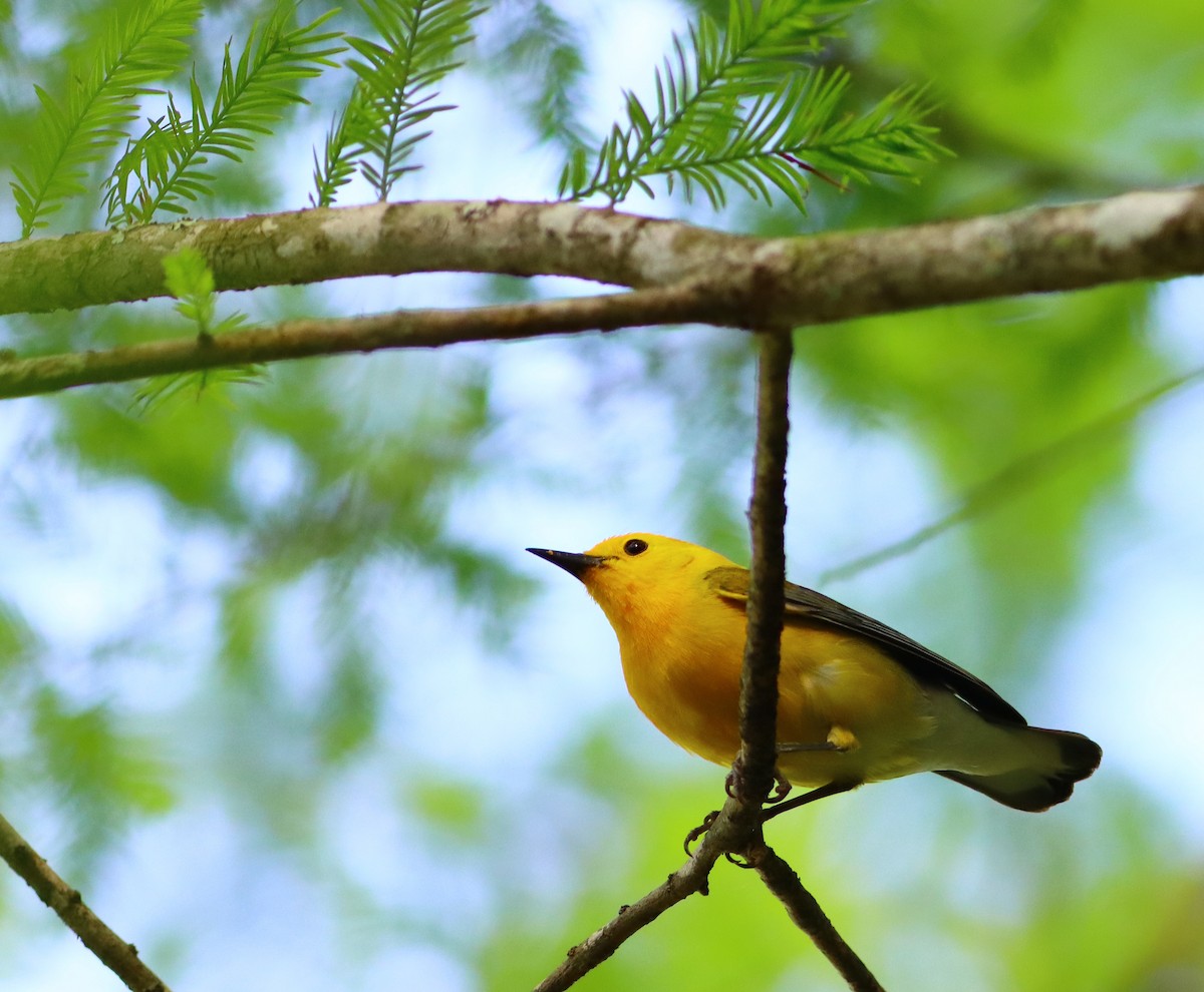 Prothonotary Warbler - John Diener