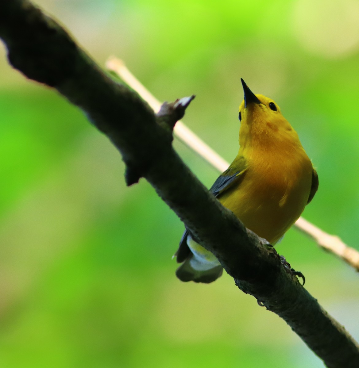 Prothonotary Warbler - ML343093961