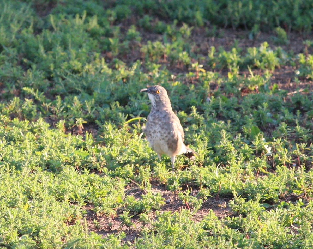 Curve-billed Thrasher - ML34309531