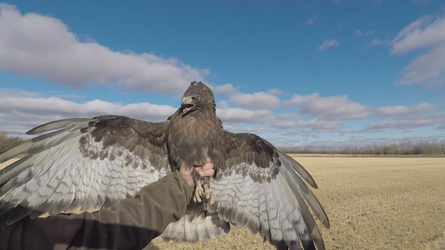 Red-tailed Hawk (calurus/abieticola) - ML343095541