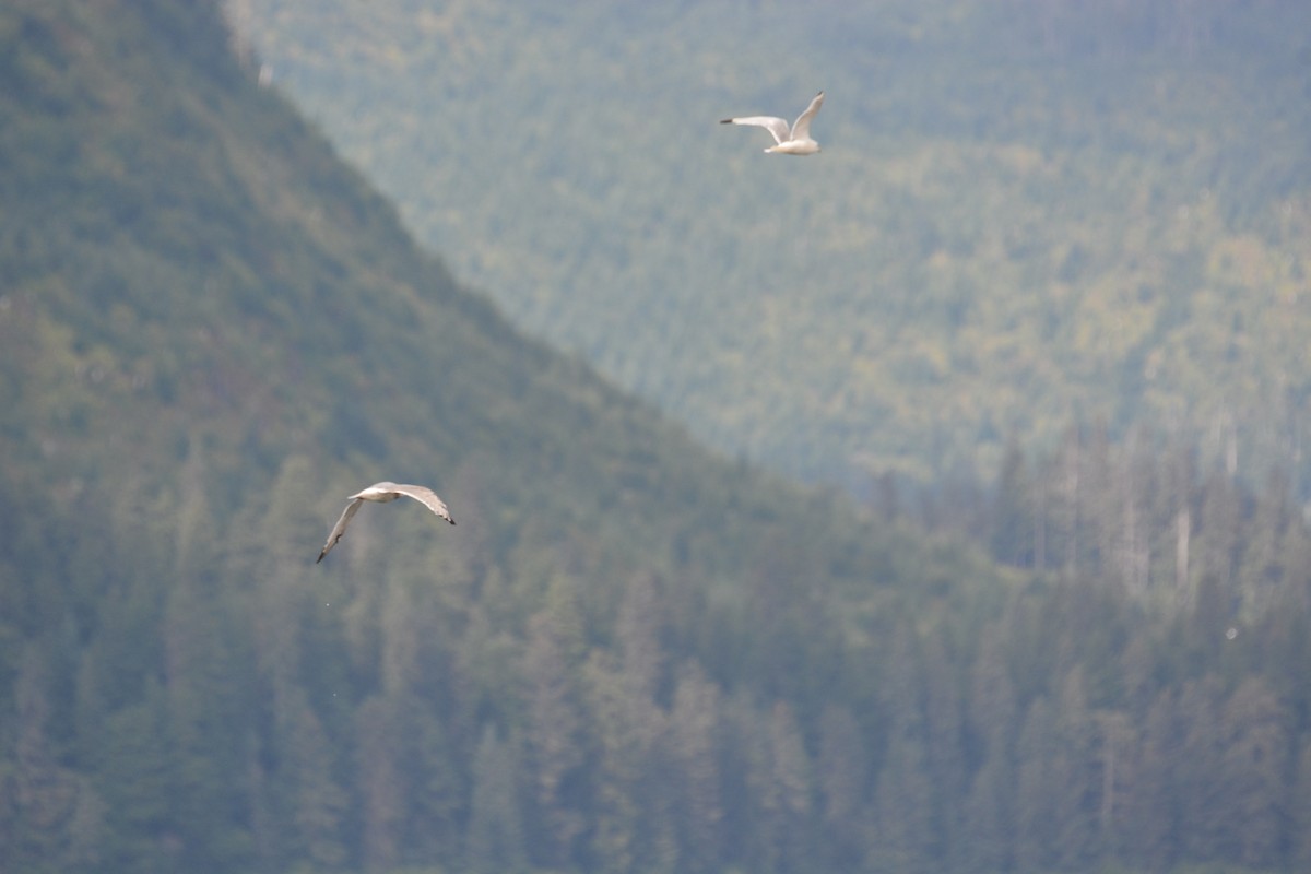 California Gull - ML34309561