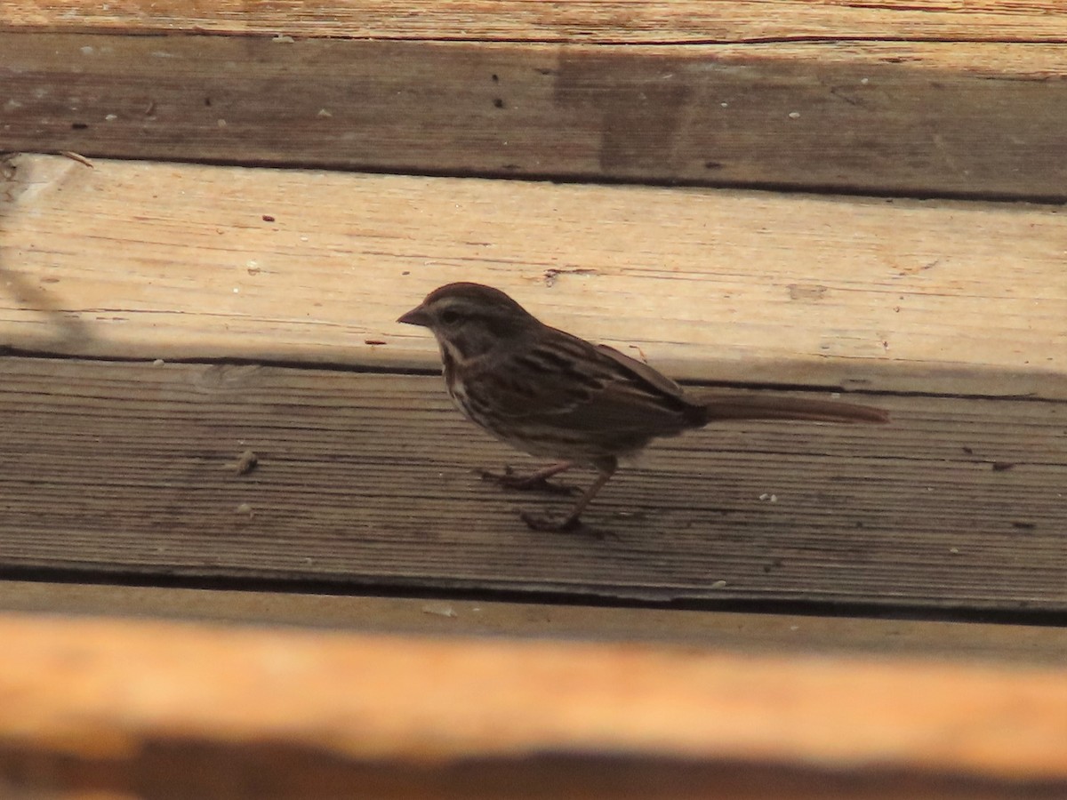 Spotted Towhee - ML343095621