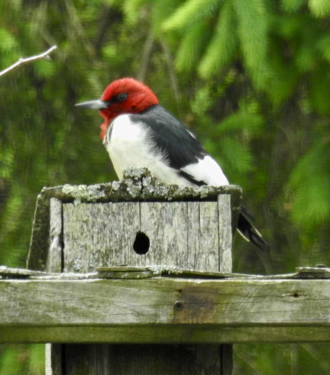 Pic à tête rouge - ML343098401