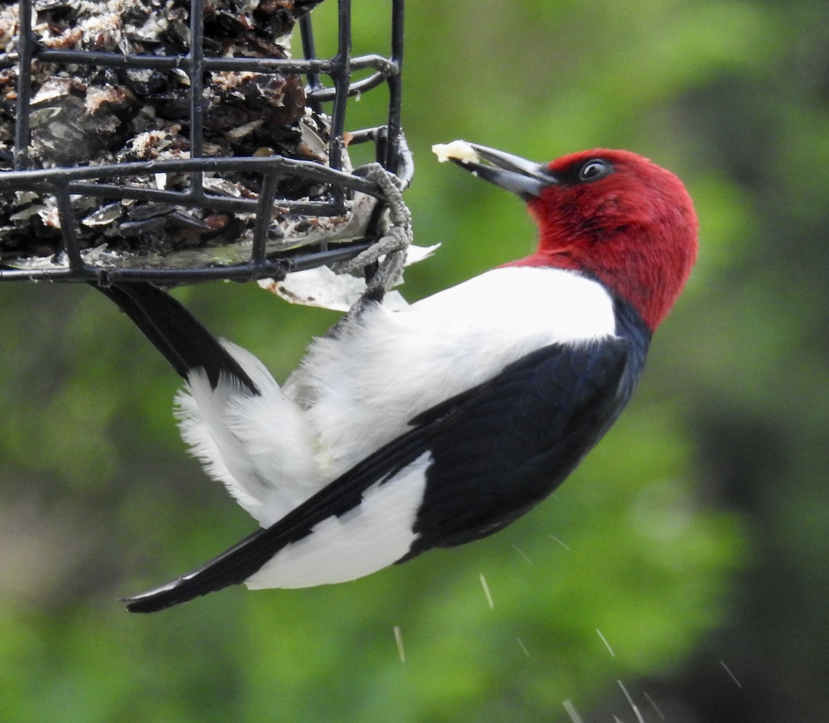 Red-headed Woodpecker - ML343098441