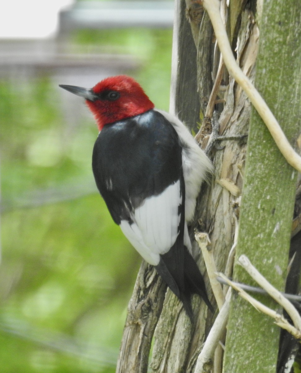 Red-headed Woodpecker - ML343098481