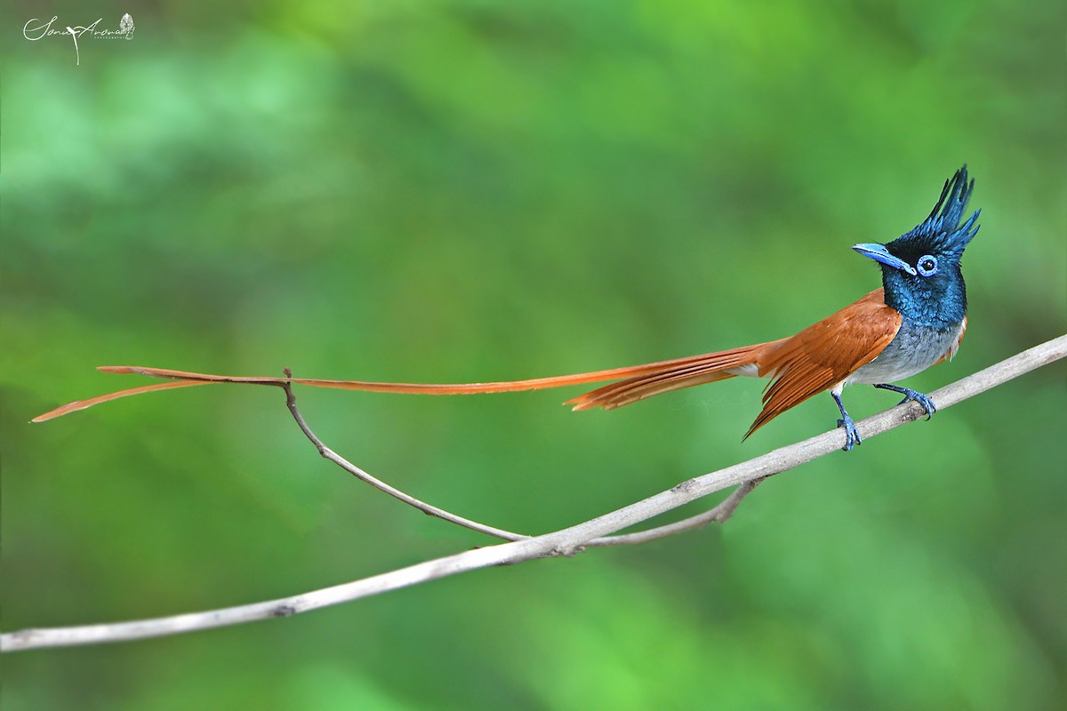 Indian Paradise-Flycatcher - ML343099131