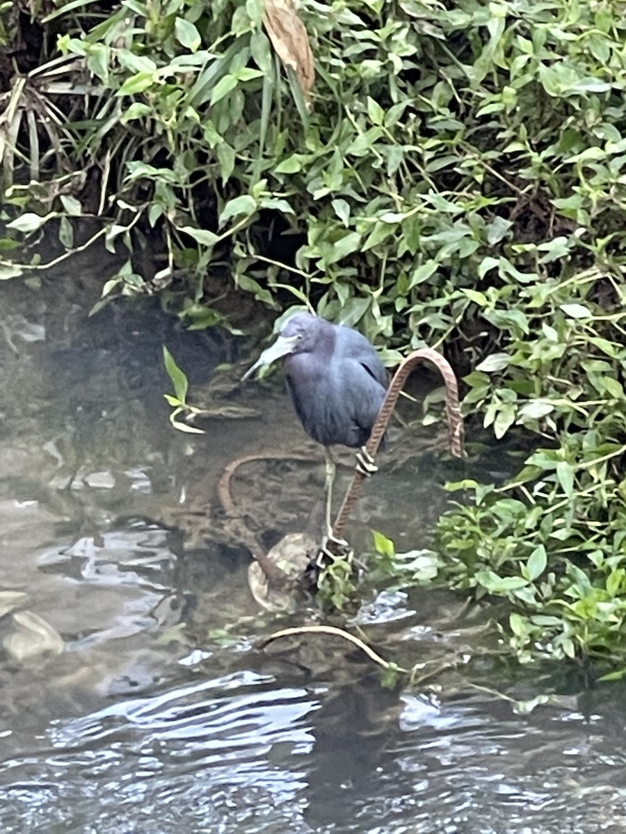 Little Blue Heron - Clarisse Odebrecht