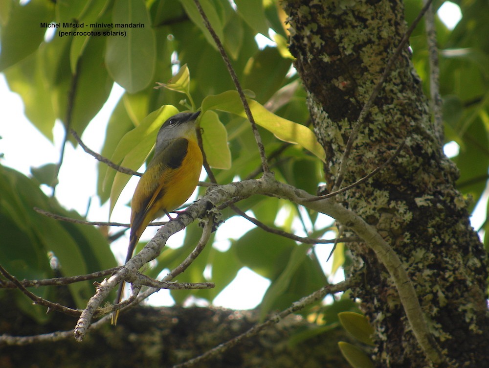 Gray-chinned Minivet - ML343102731