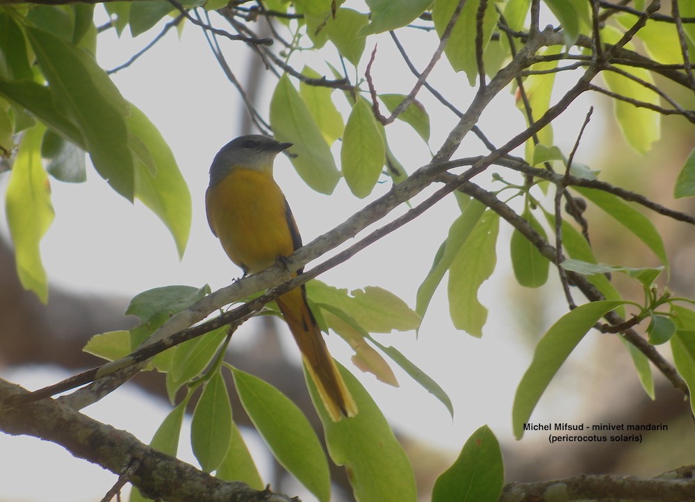 Gray-chinned Minivet - ML343102781