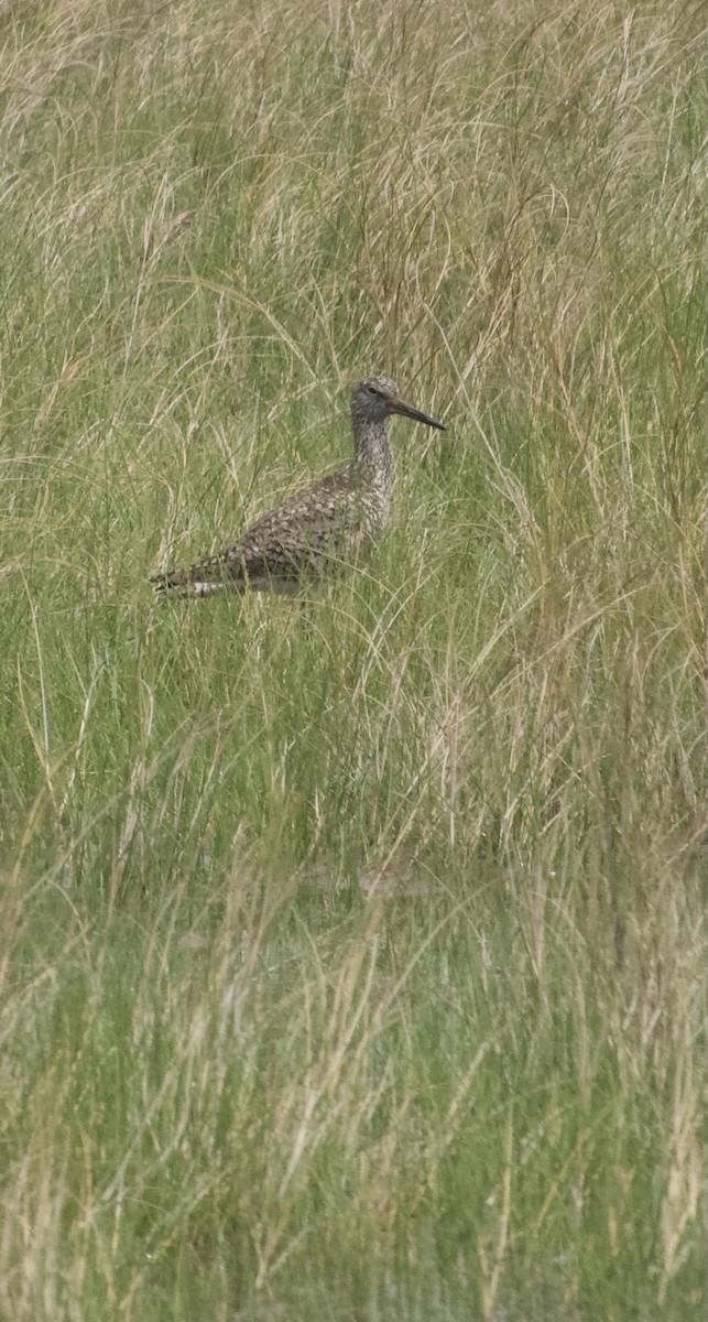 Willet (Eastern) - ML343104711