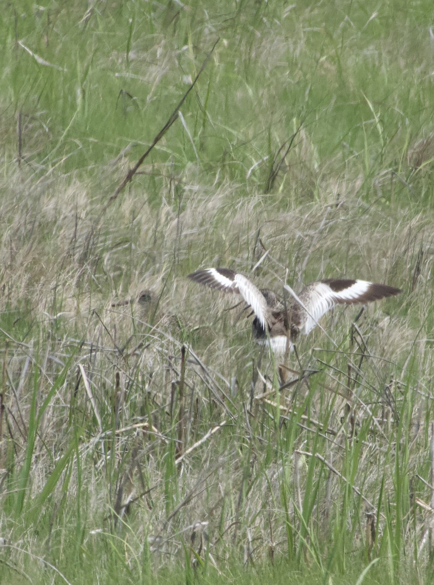 Willet (Eastern) - ML343104751