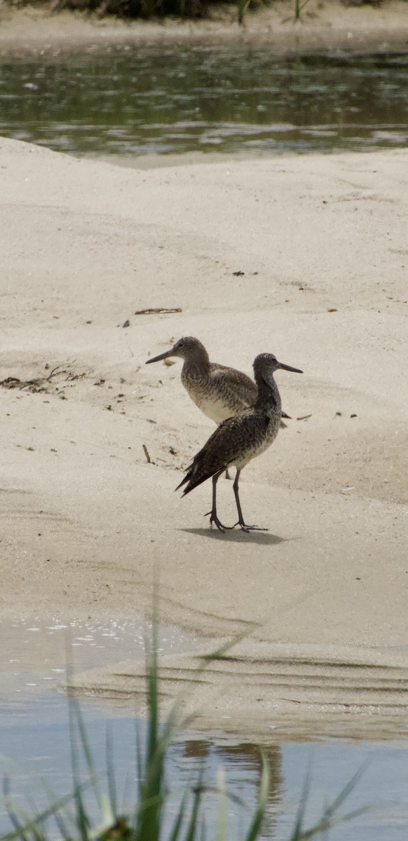 Willet (Eastern) - ML343104811