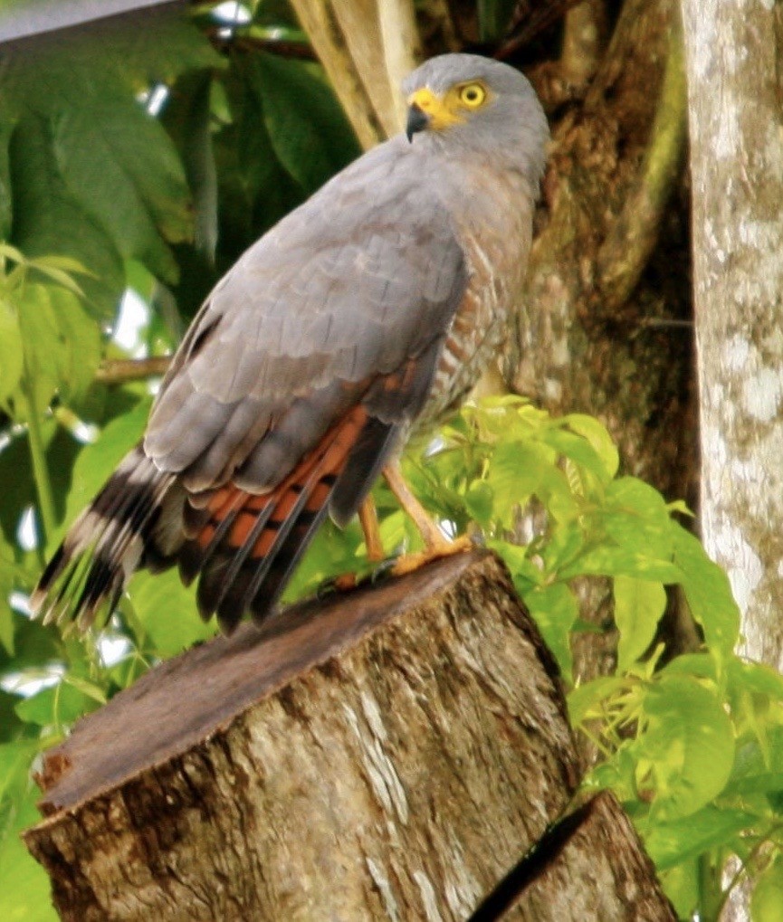 Roadside Hawk - ML343105101