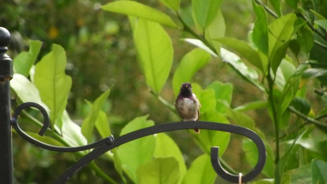 Anna's x Costa's Hummingbird (hybrid) - ML343105371
