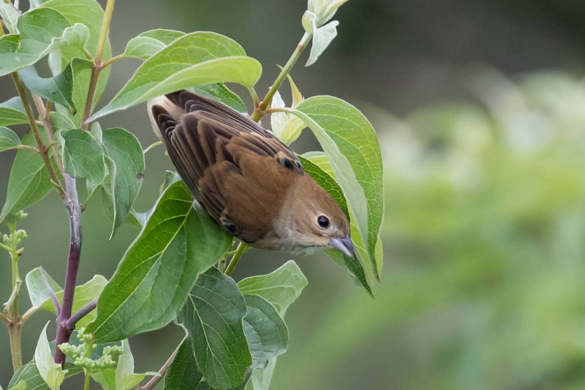 Indigo Bunting - ML343106181