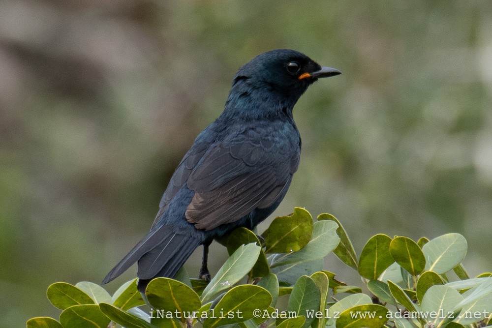 Black Cuckooshrike - ML343107311