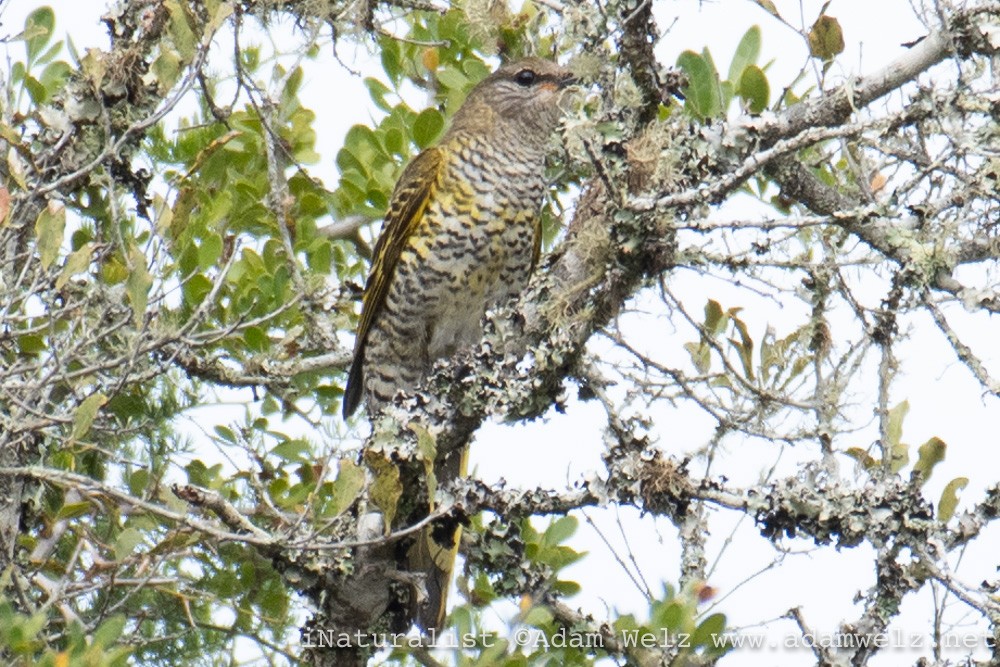 Black Cuckooshrike - ML343107391