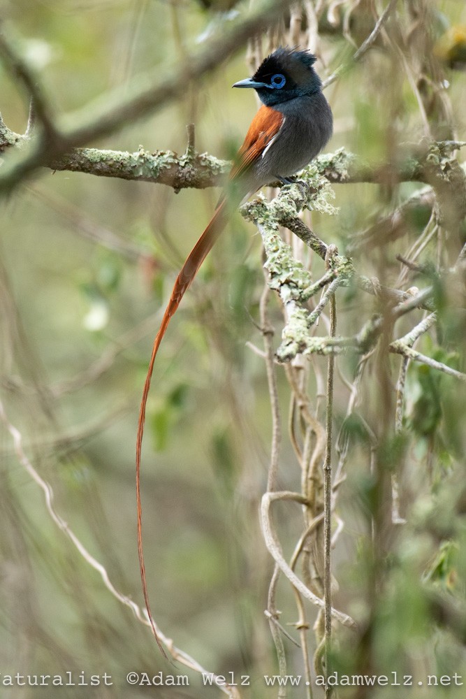 African Paradise-Flycatcher - ML343107641