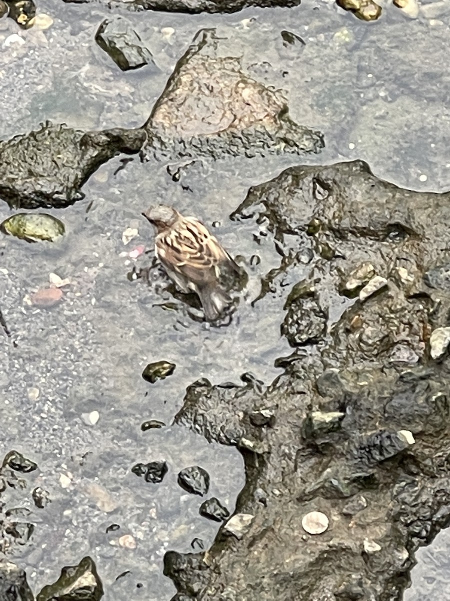 House Sparrow - ML343108651