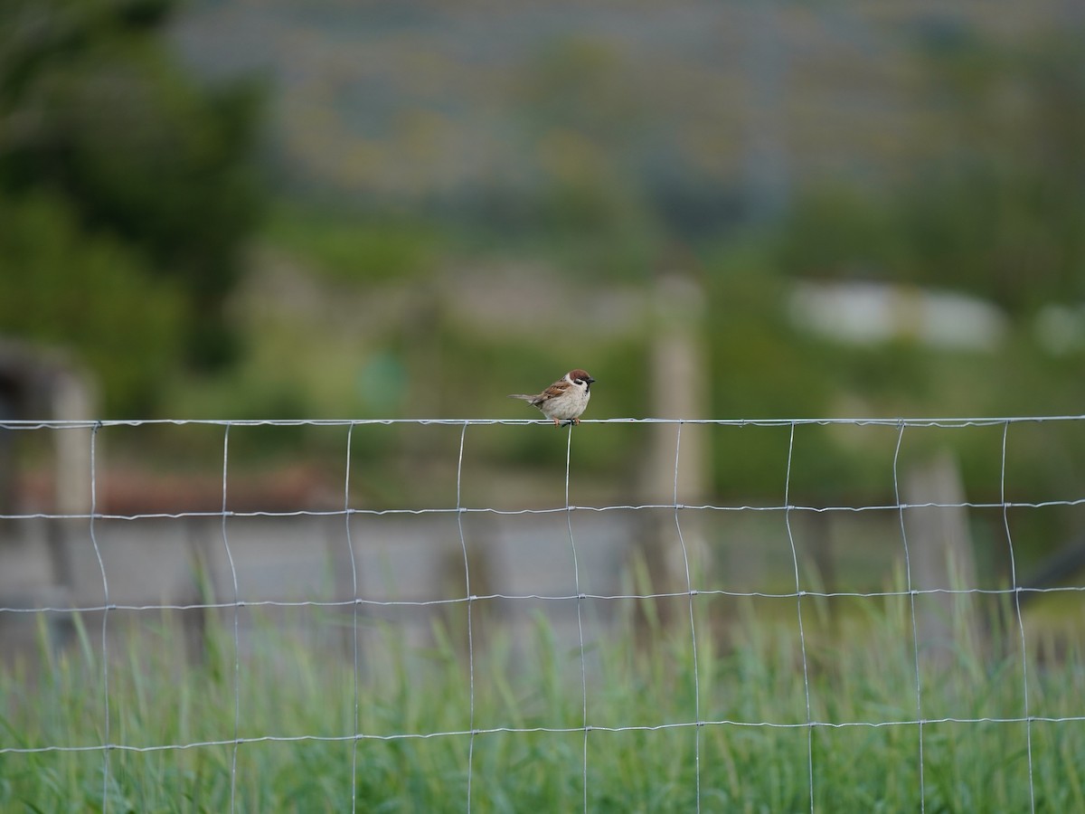 Eurasian Tree Sparrow - ML343109981