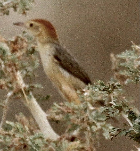 Rock-loving Cisticola - ML343111621