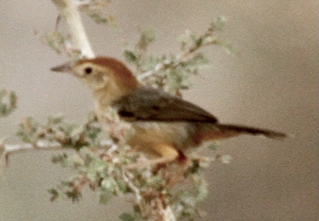 Rock-loving Cisticola - ML343111651
