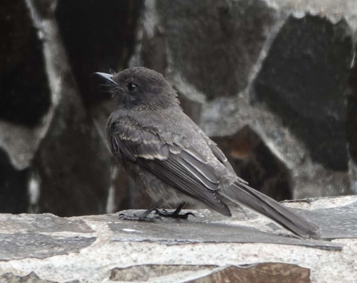 Black Phoebe - ML343113651