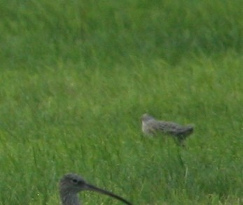 Gray Partridge - ML343114271