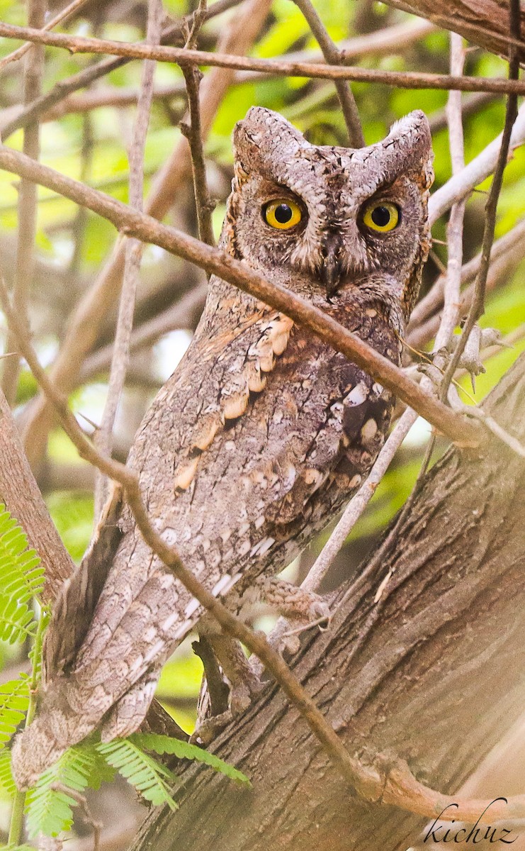 Pallid Scops-Owl - ML343114491