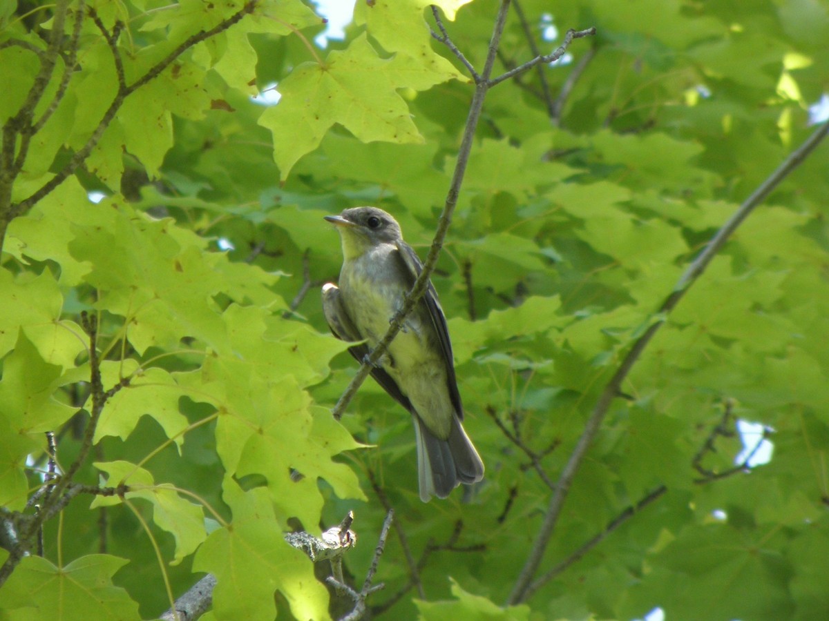 Eastern Wood-Pewee - Takayuki Uchida