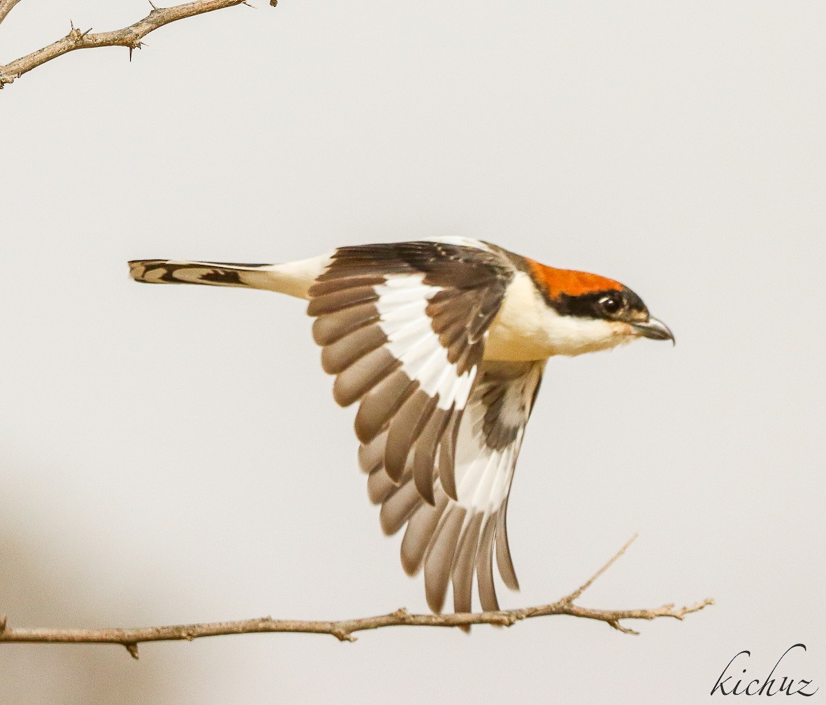 Woodchat Shrike - ML343114941